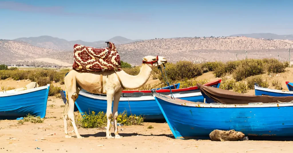 things to do in Taghazout